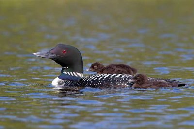 Great Northern Diver