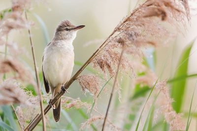 Great Reed Warbler