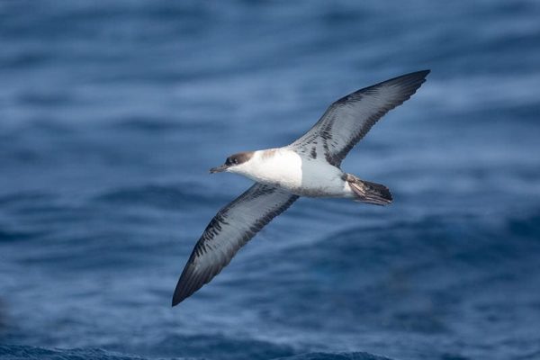 Great Shearwater