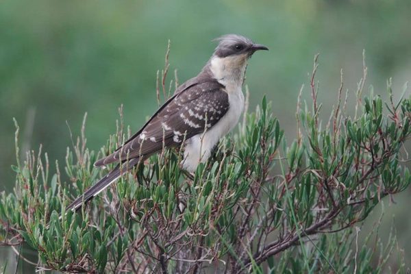 Great Spotted Cuckoo