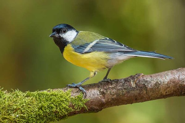 Great Tit