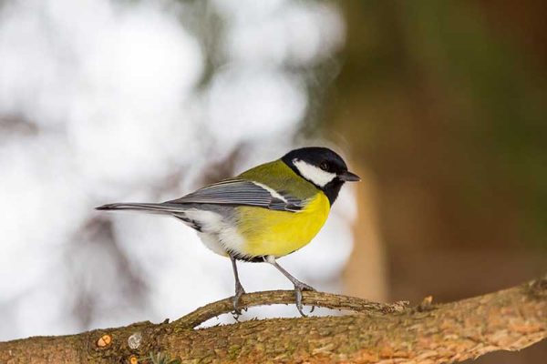 Great Tit