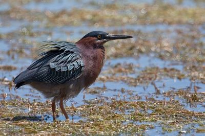 Green Heron