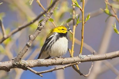 Green Warbler