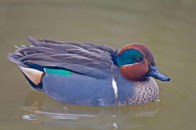 Green-Winged Teal