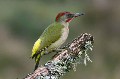Green Woodpecker