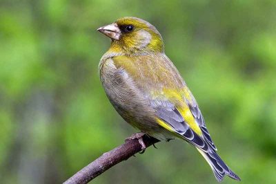 Greenfinch