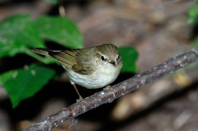 Greenish Warbler