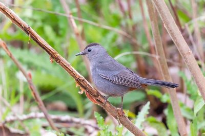 Grey Catbird