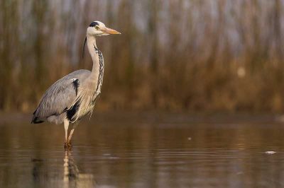 Grey Heron