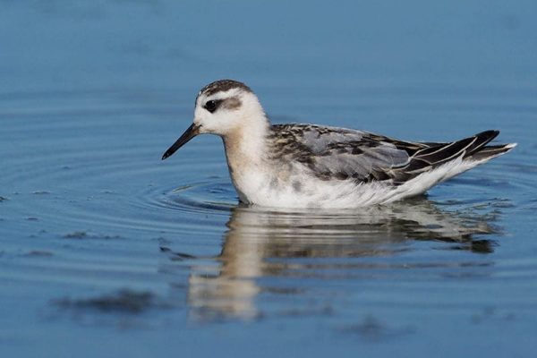 Grey Phalarope