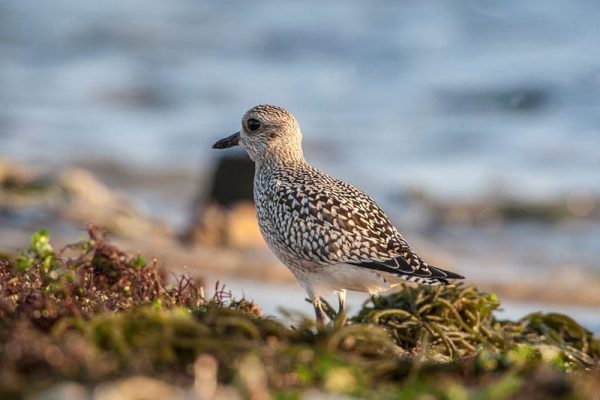 Grey Plover