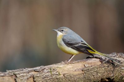 Grey Wagtail
