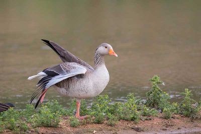 Greylag Goose