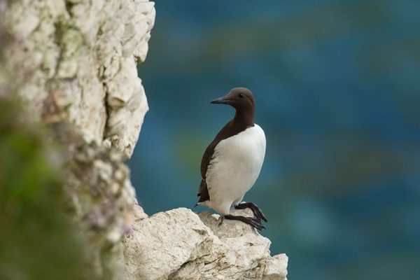 Guillemot