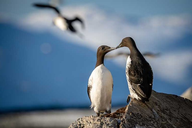Guillemots