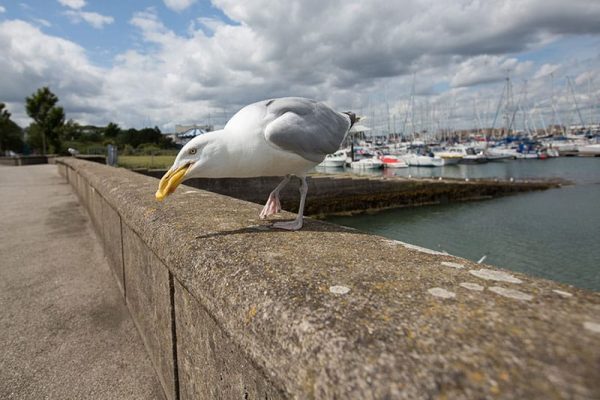 Gull Eating A Chip
