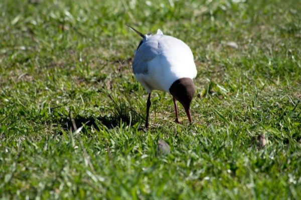 Black-Headed Gull
