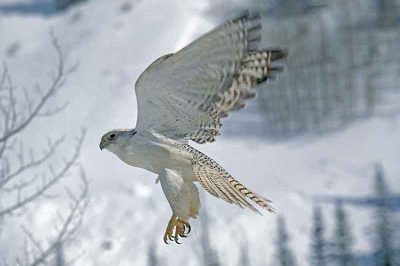 Gyrfalcon