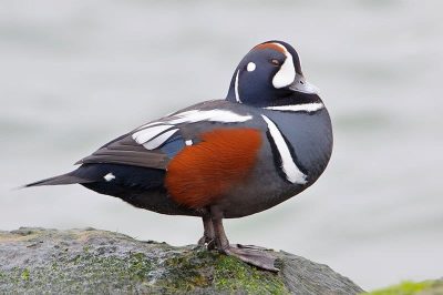 Harlequin Duck