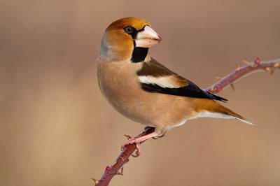 Hawfinch