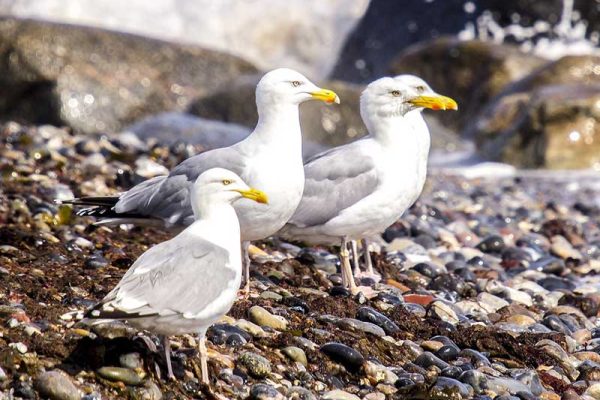 Herring Gulls