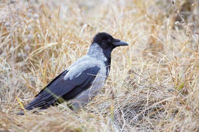 Hooded Crow