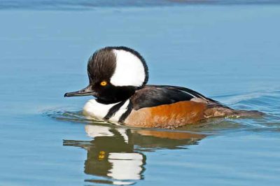 Hooded Merganser