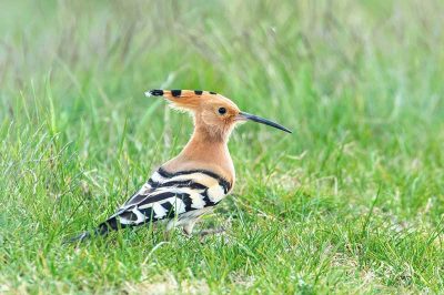 Hoopoe