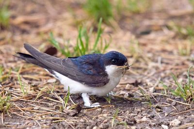House Martin