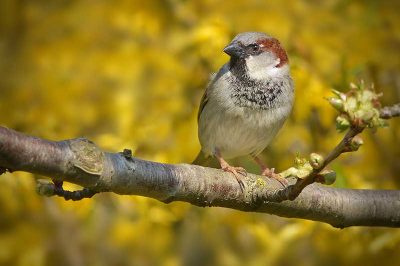 House Sparrow