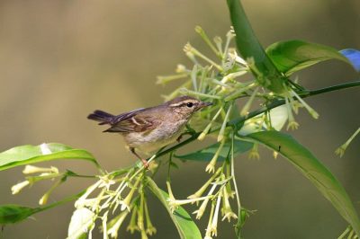 Hume's Warbler