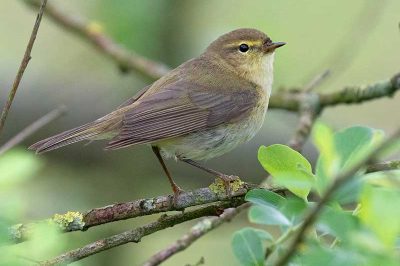 Iberian Chiffchaff
