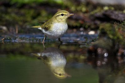 Icterine Warbler