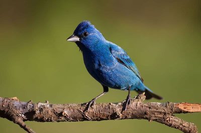 Indigo Bunting