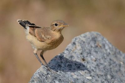 Isabelline Wheatear
