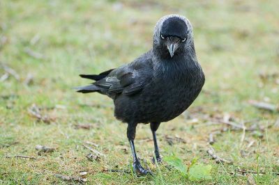 Jackdaw