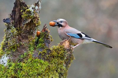 Jay
