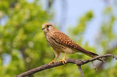 Kestrel