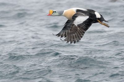 King Eider