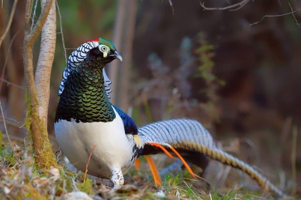 Lady Amherst's Pheasant