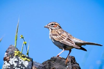 Lark Sparrow