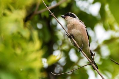 Lesser Grey Shrike