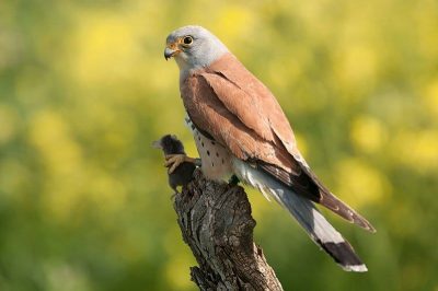 Lesser Kestrel