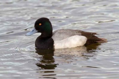 Lesser Scaup