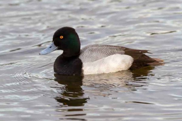 Lesser Scaup