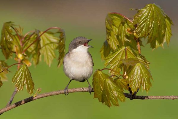 Lesser Whitethroat