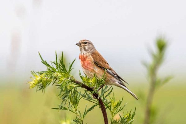 Linnet