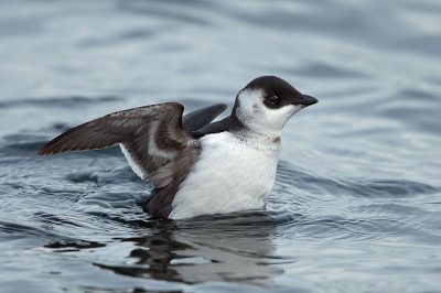 Little Auk