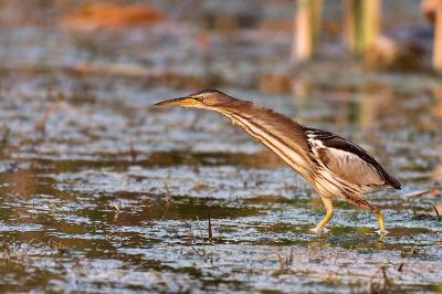 Little Bittern